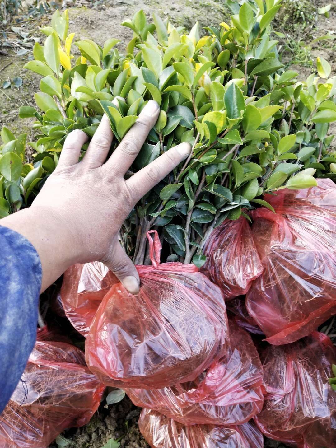 茶梅，地栽一年工程用苗，自产自销批发价