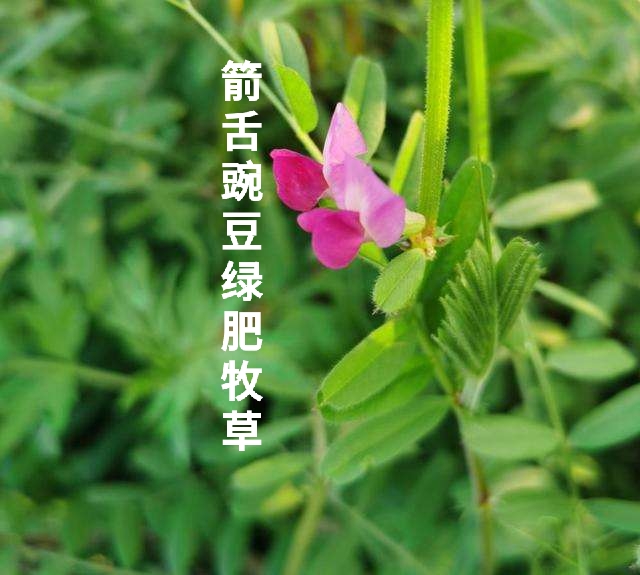  箭舌豌豆种子 果园固氮绿肥籽 牧草青饲料景观花卉发芽率高