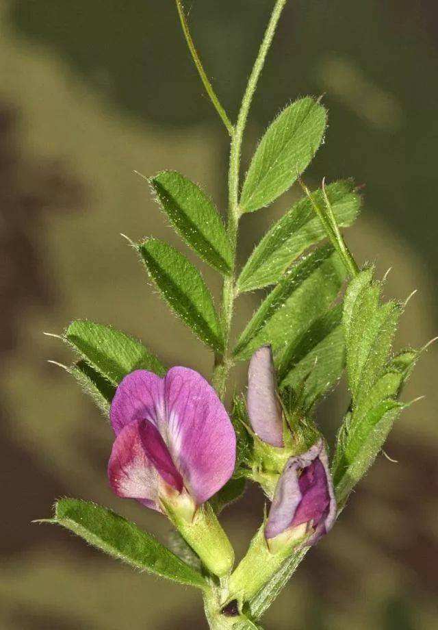  箭舌豌豆种子 果园固氮绿肥籽 牧草青饲料景观花卉发芽率高