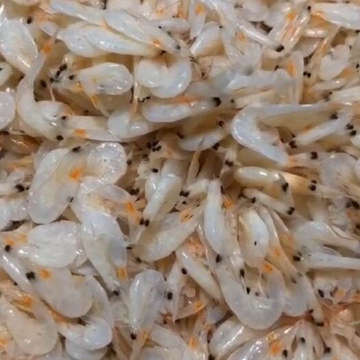 滨州 虾皮(鲜虾皮 无盐干虾皮) 都有货