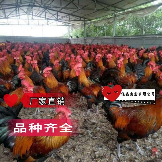 南宁 鸡苗，瑶鸡苗