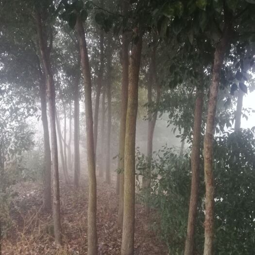 枣阳市樟树苗