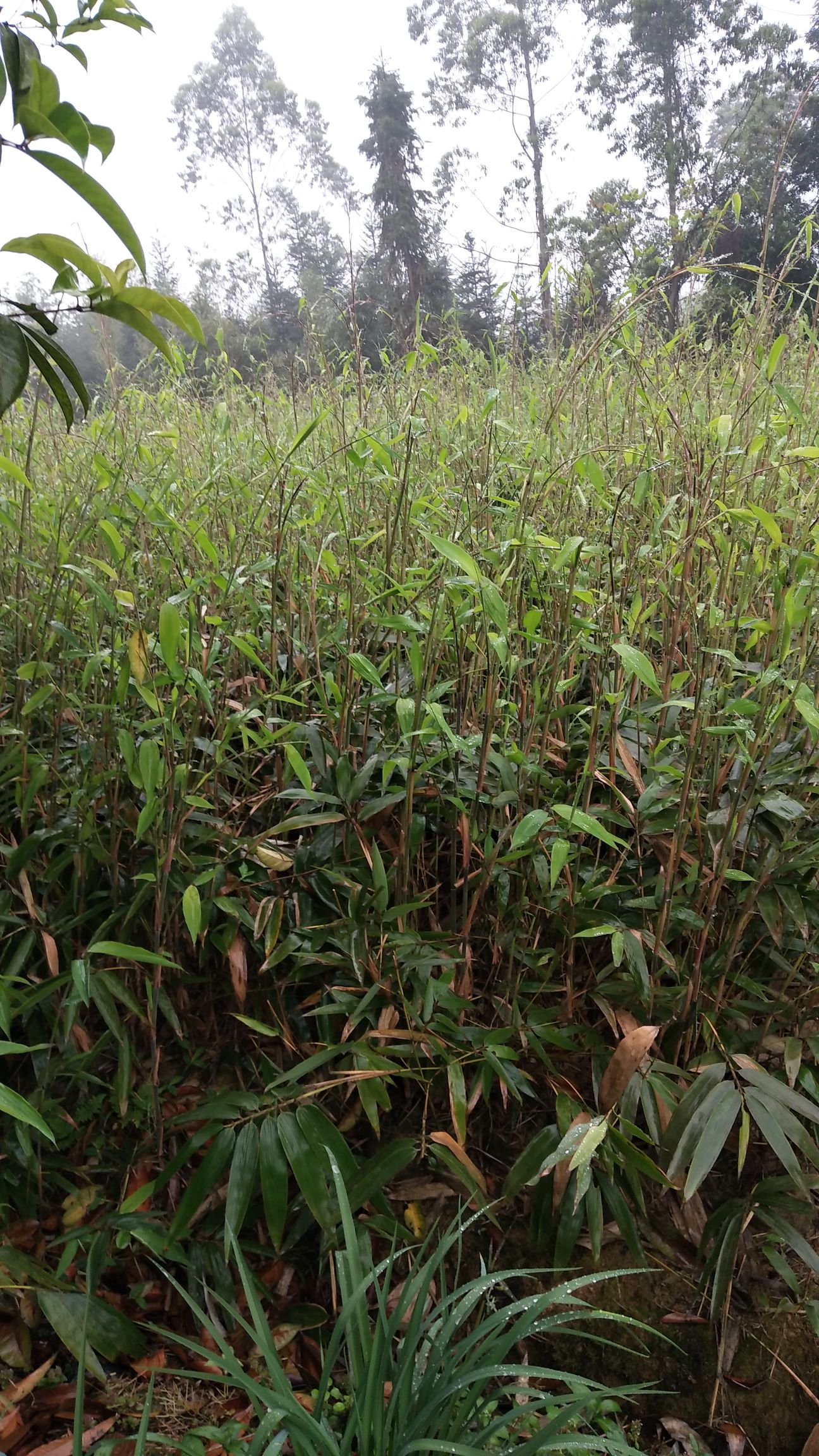 楠竹苗 无纺布杯量大优惠