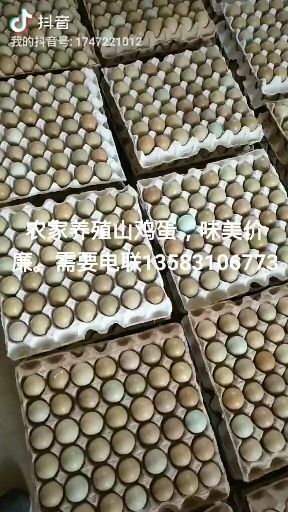 商河县自家养殖七彩山鸡蛋，营养与健康的选择。