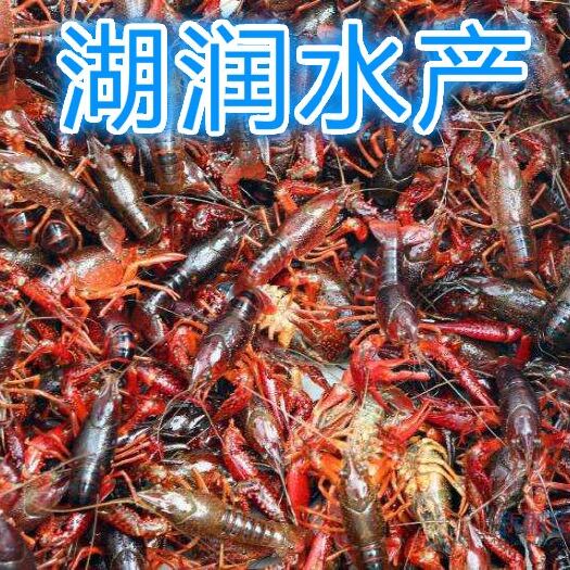 洪湖市洪湖小龙虾  【洪湖青虾】清水养殖鲜活小龙虾全年供应全国发货