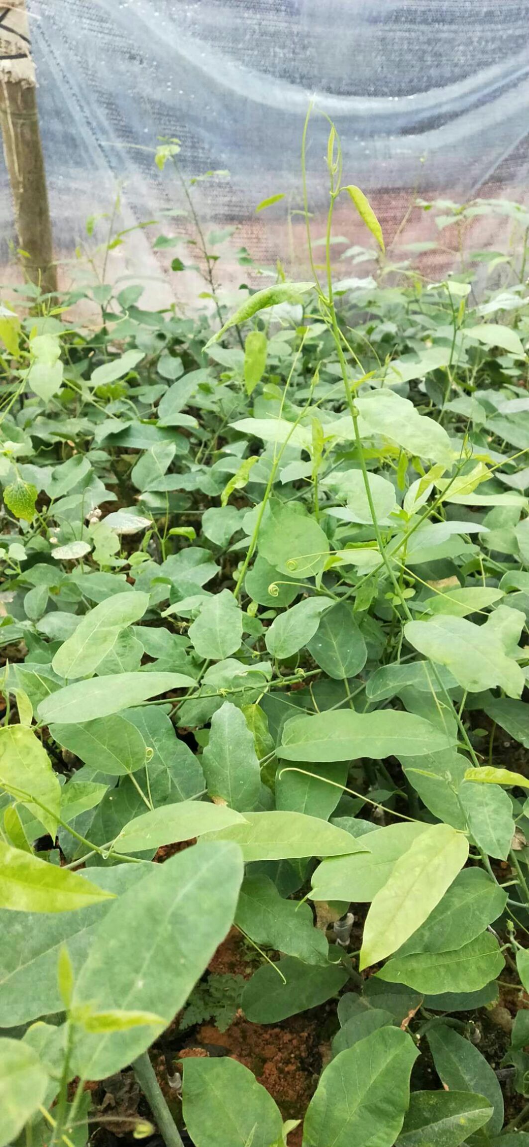 绿皮百香果苗 