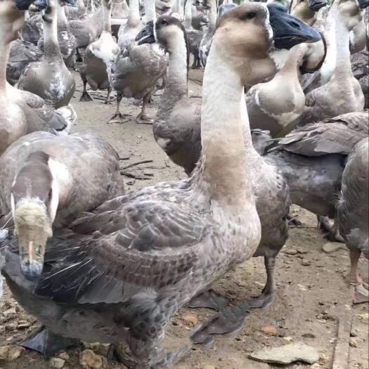 南宁狮头鹅苗