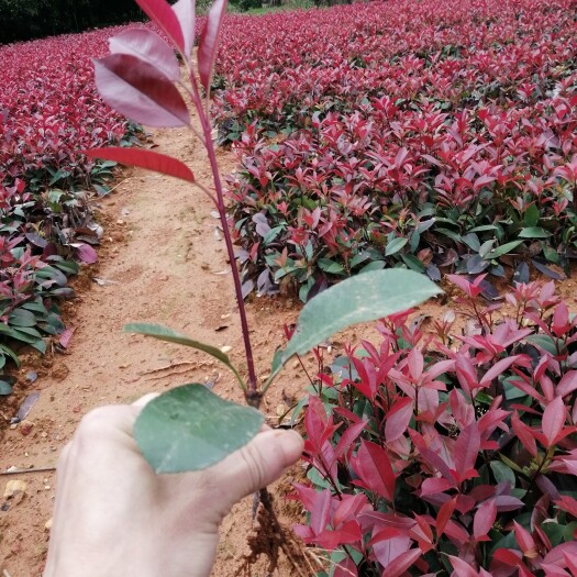 浏阳市红叶石楠  红罗宾小苗