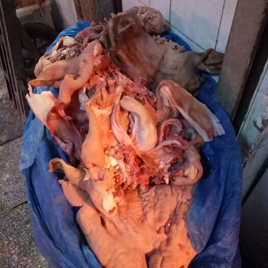 聊城八成熟羊脸肉羊头一手货源