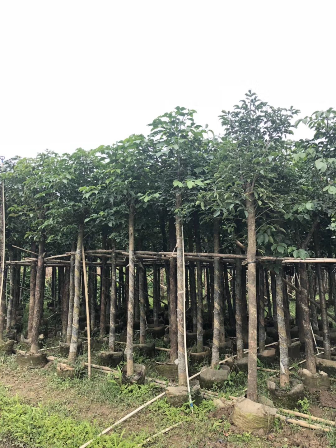 产地大量直销：秋枫（重阳木）