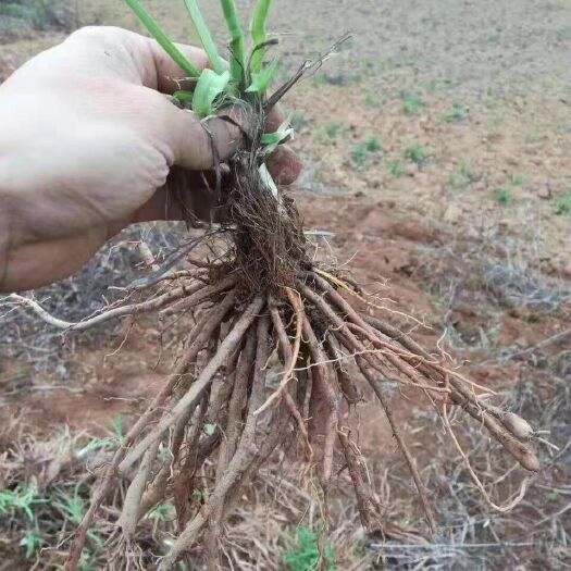 祁东县黄花菜苗  猛子花品种黄花菜种苗
