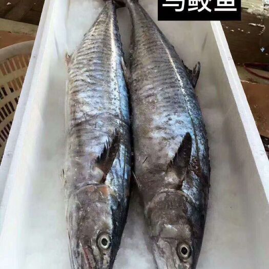 马鲛鱼 新鲜马胶鱼