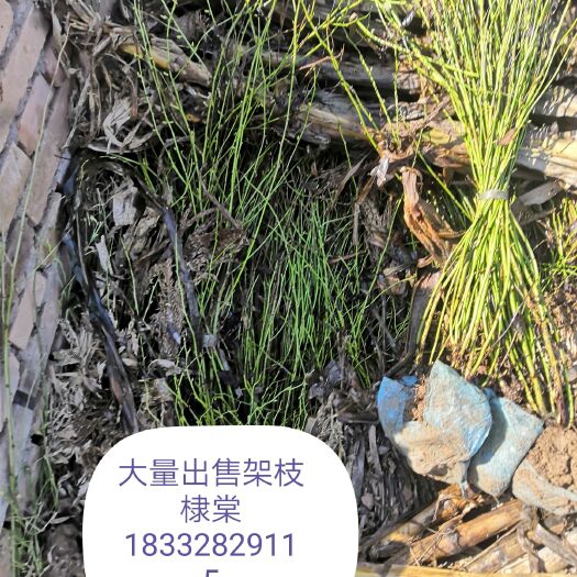 定州市棣棠花 棣棠