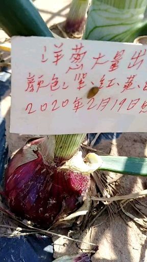 西昌市 大量出售紫色洋葱