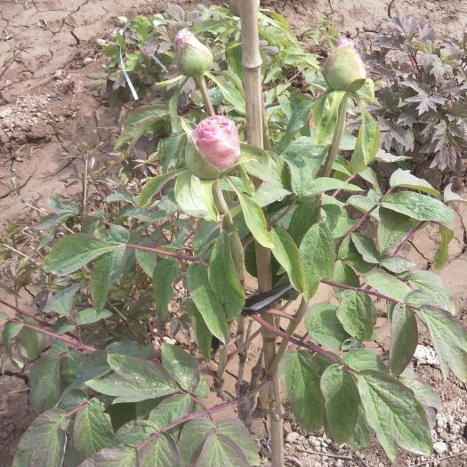 菏泽 专业种植牡丹，勺药