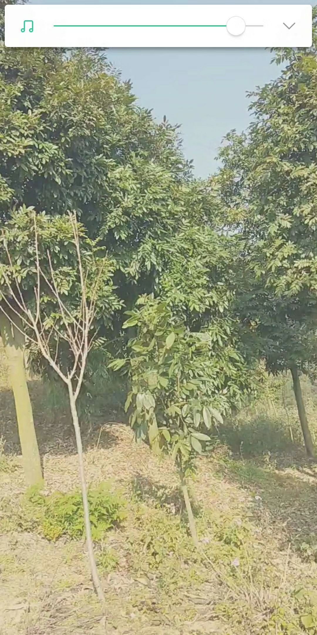 惠水县 本基地有8至18公分花榈木红豆树.
