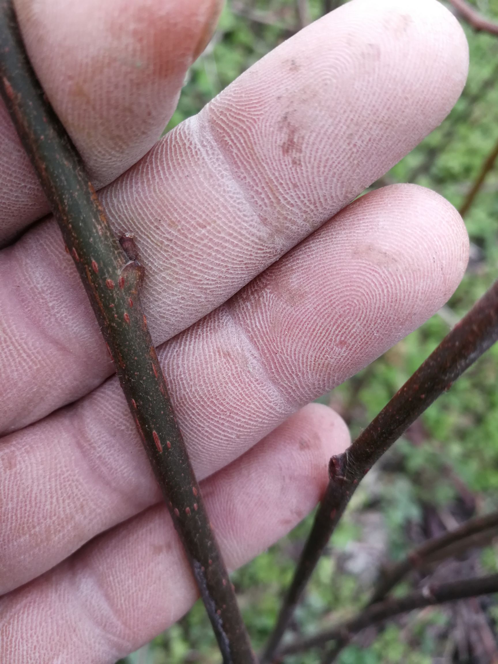 构树苗  中科1号猪牛羊鸡鹅用高蛋白