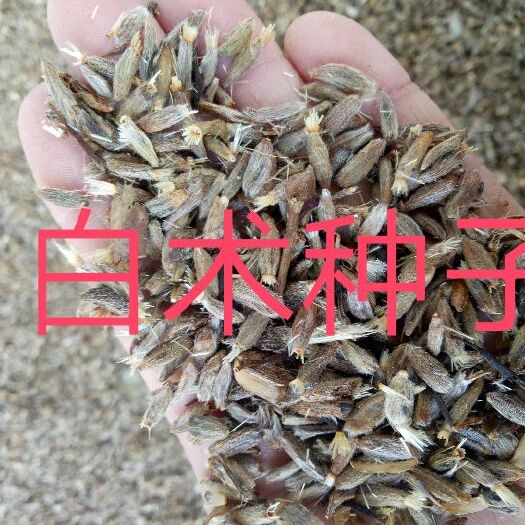 安国市改良白术种子