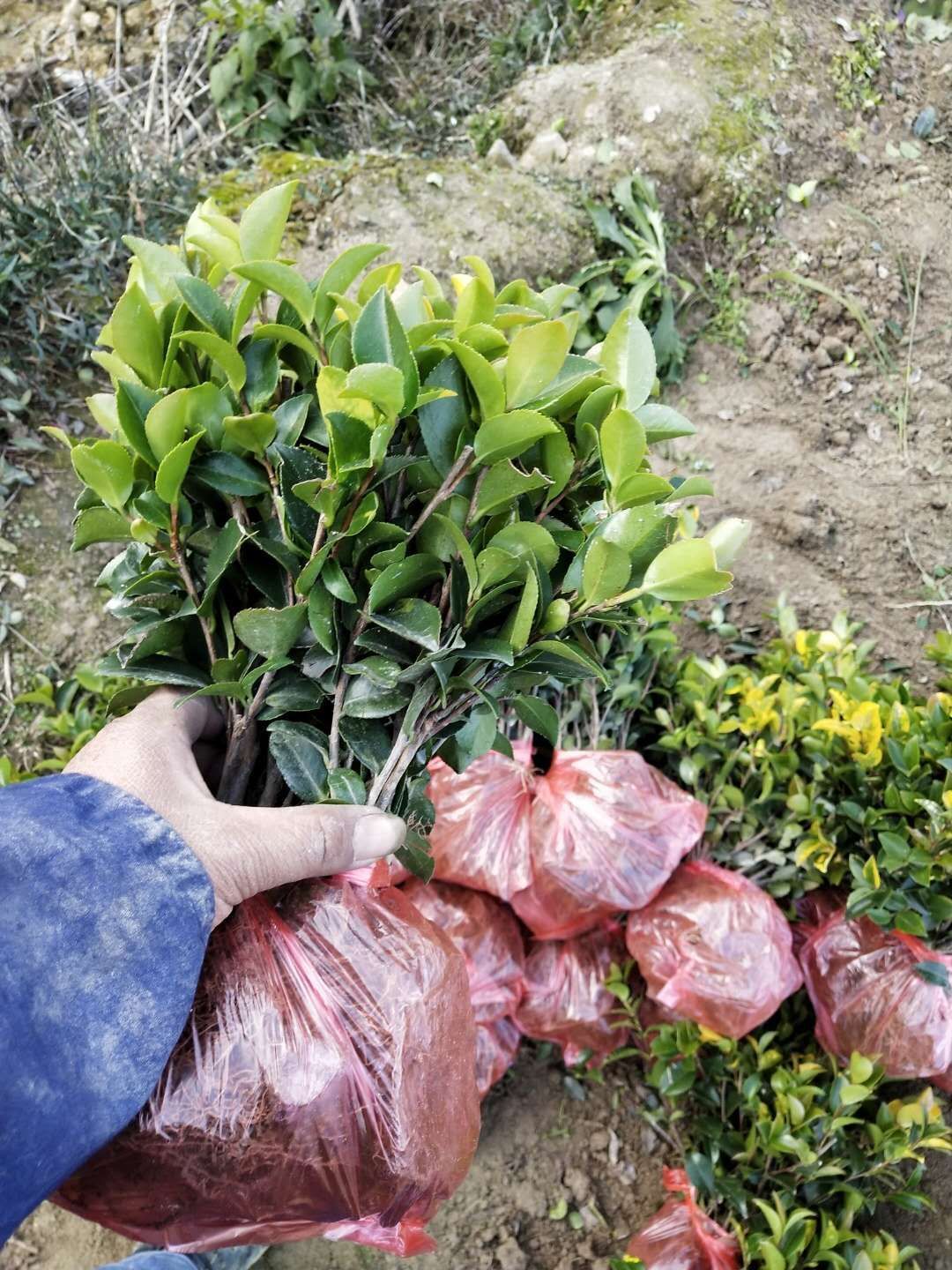 茶梅，地栽一年工程用苗，自产自销批发价