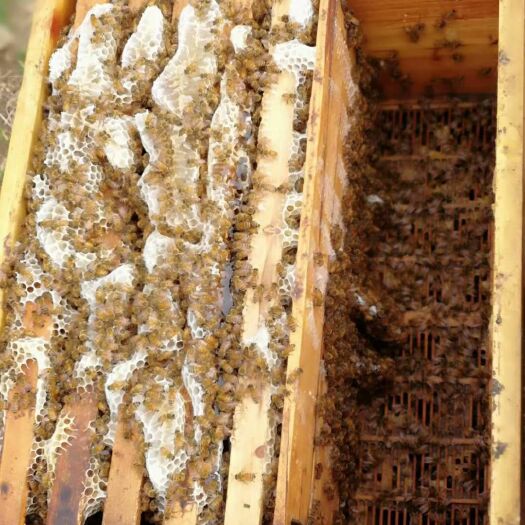 百花蜜 2年 41 本品不能代替药物