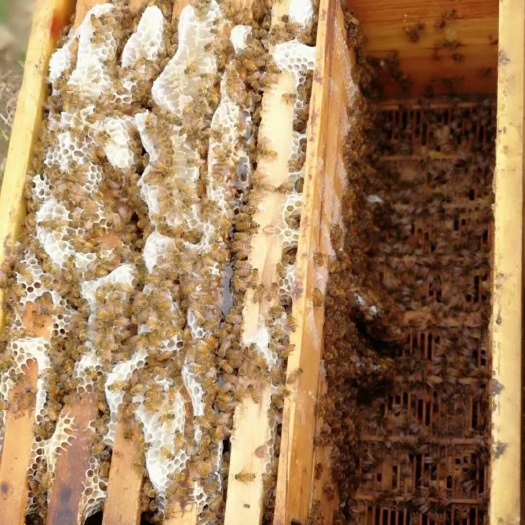 凌海市百花蜜 2年 41 本品不能代替药物