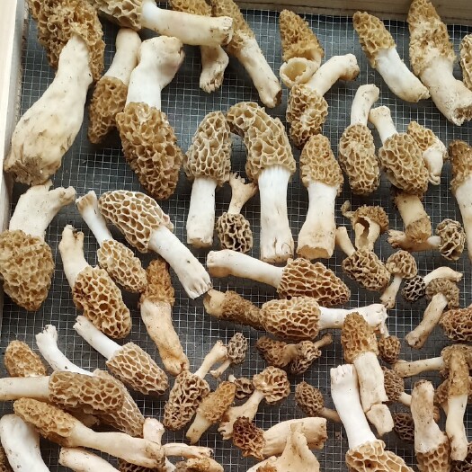 丹江口市湖北十堰丹江口深山老林釆摘羊肚菌，烘干密封保存2025新产