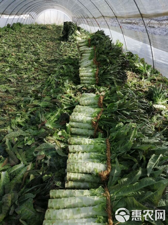 红叶莴笋  精品莴笋 （1.5～2.5斤）  产地大量供应