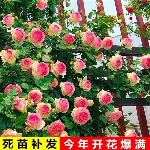 昆明蔷薇红花蔷薇爬藤开花多而且勤