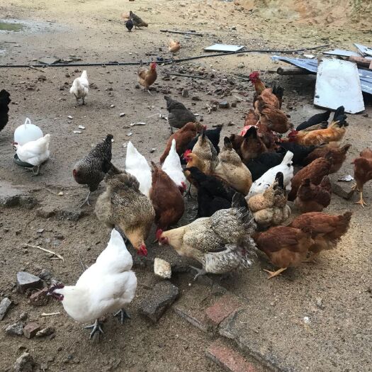 广州 土鸡， 散养农家鸡，脆皮爽口，肉质好