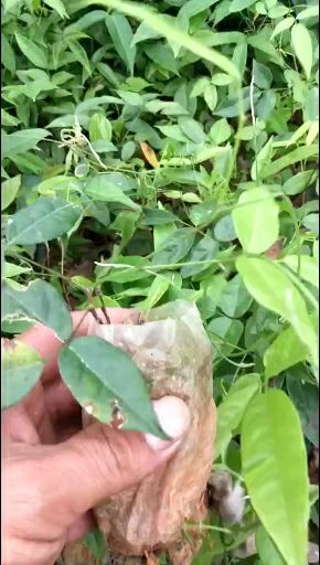 德庆县牛大力苗