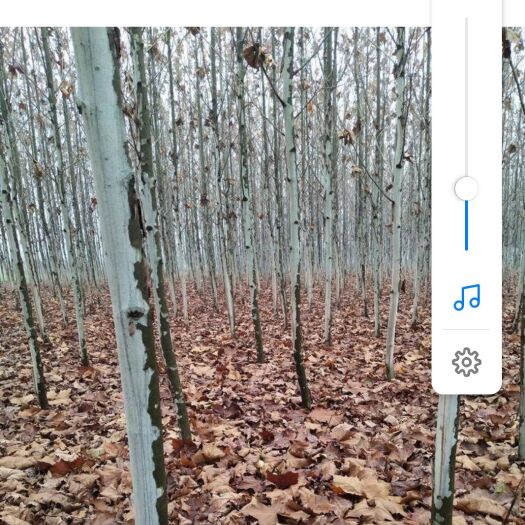 武陟县速生法桐 自家种的树