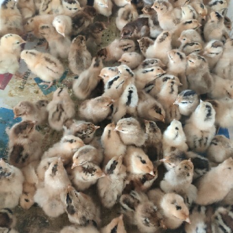 邳州市 土鸡苗，乌皮红冠鸡苗