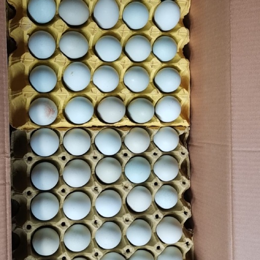 昆明绿壳蛋 中码蛋 食用 箱装
