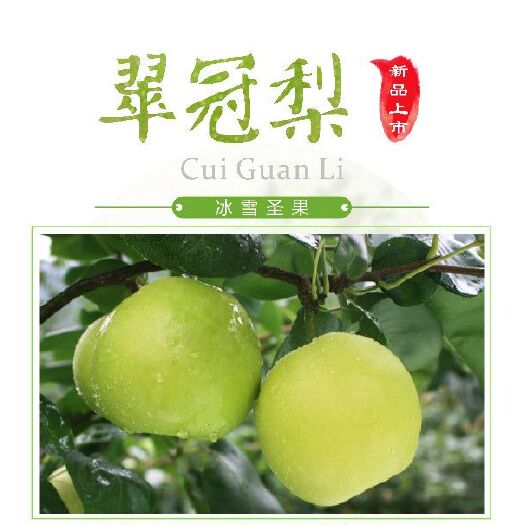 苍溪县翠冠梨苗 0.5~1米