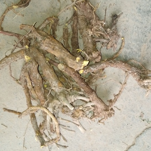 芮城县 山西五年黄芩。手上有货。需要的老板联系