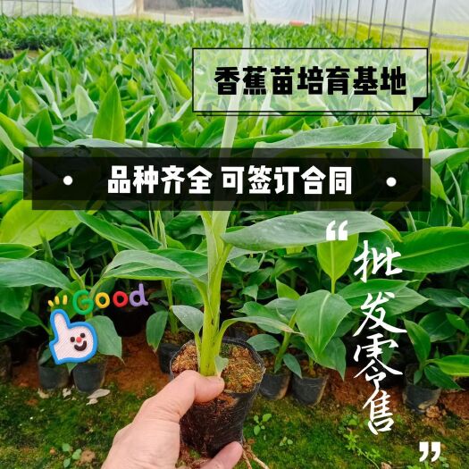 南宁小米焦苗  自产自销， 红蕉苗，香蕉苗，西贡蕉苗，粉蕉苗，各
