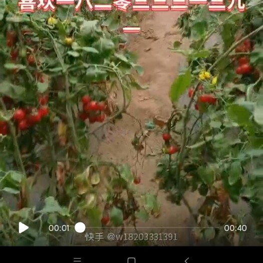 衡水小樱桃西红柿