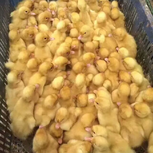 南宁K9鸡苗 鸡，鸭，鹅苗量大价格有优惠政策，质量保证，信誉第一，互利共赢