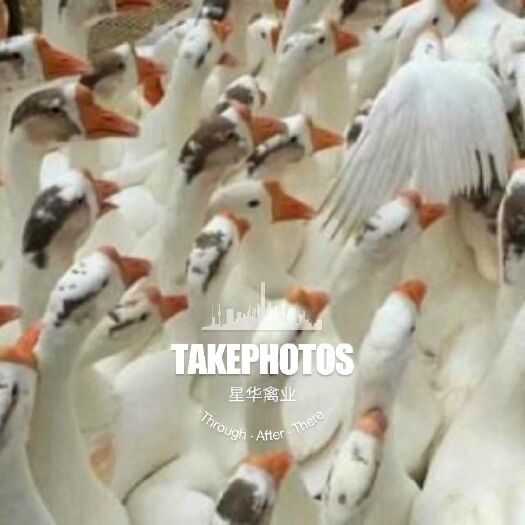 衡南县 鹅苗白鹅