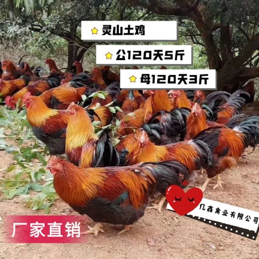 南宁灵山土鸡苗  桂香鸡苗岀壳做疫苗包运输