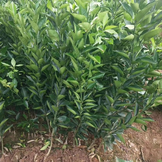 资阳纽荷尔脐橙苗  纽荷尔脐橙