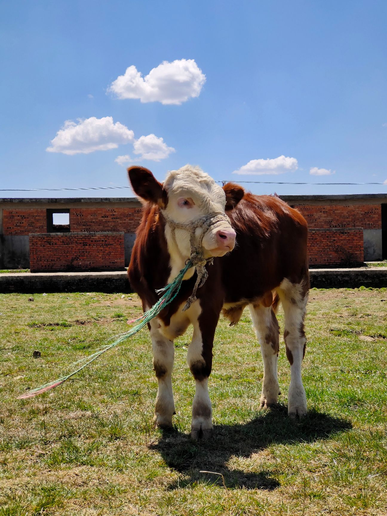 西门塔尔种牛411图片图片