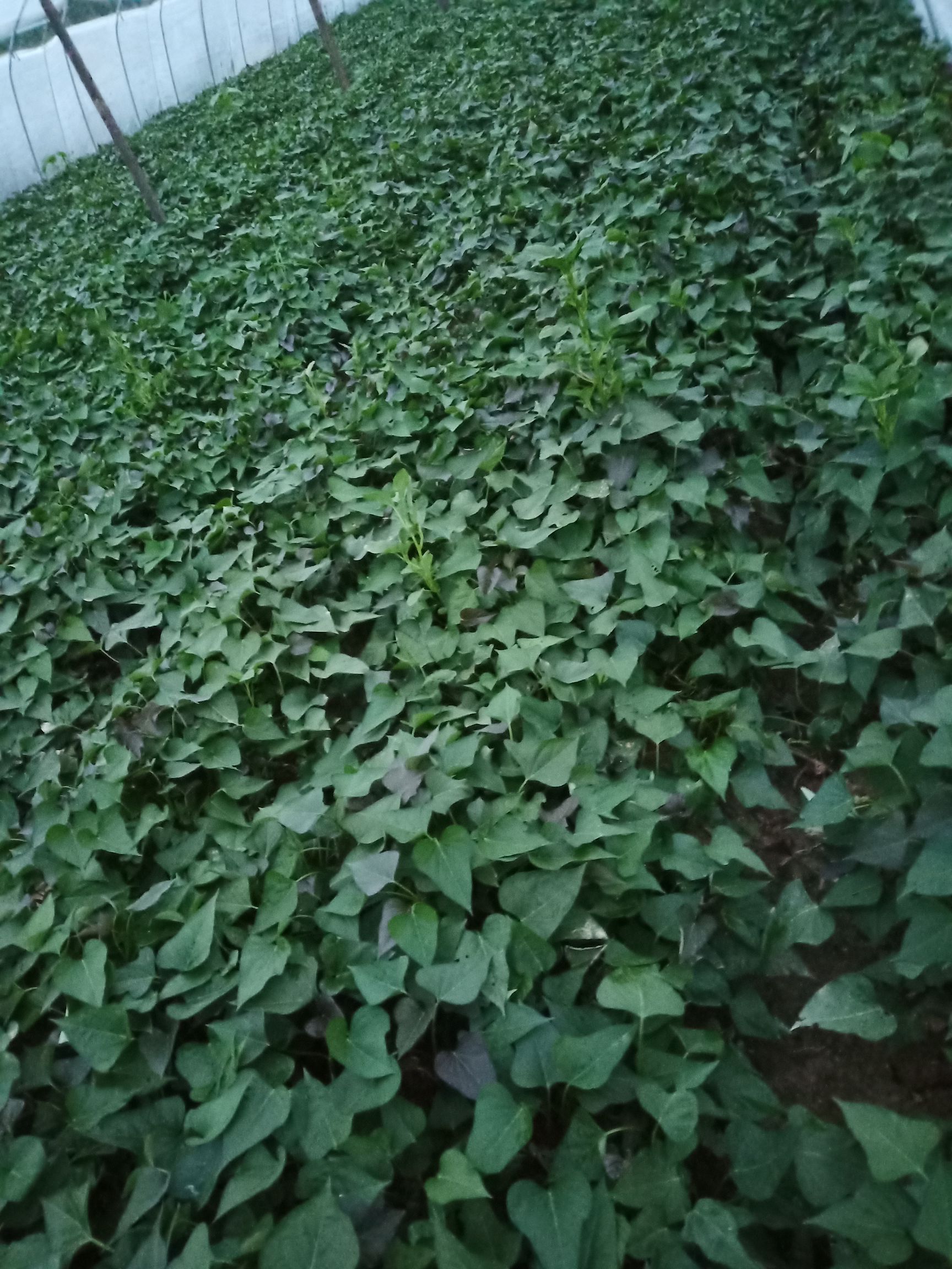 商薯19红薯苗9408红薯苗短慢徐薯18苗  脱毒原种苗