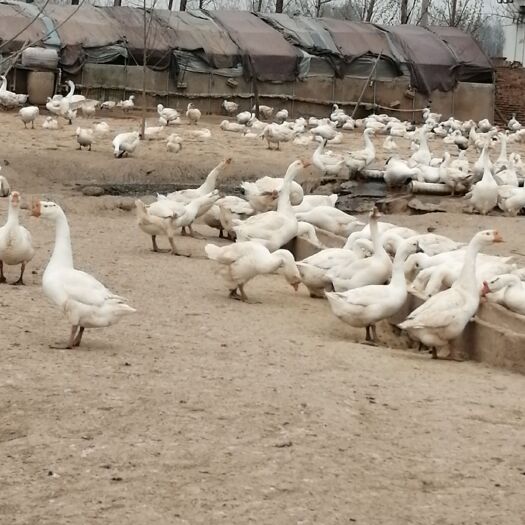 延津县 老鹅零售批发