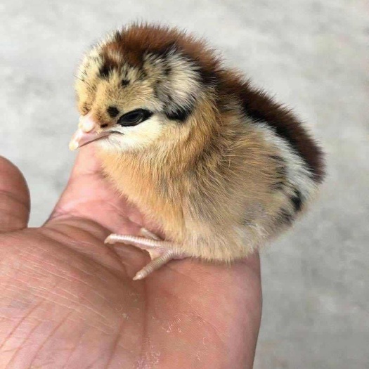 昆明 纯种土鸡苗   品质保证  假一赔十   包活到家