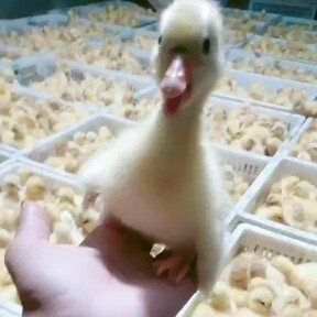 嘉祥县 白鹅苗  四季鹅苗 杂交鹅苗 泰州鹅苗 大白鹅苗 马岗鹅