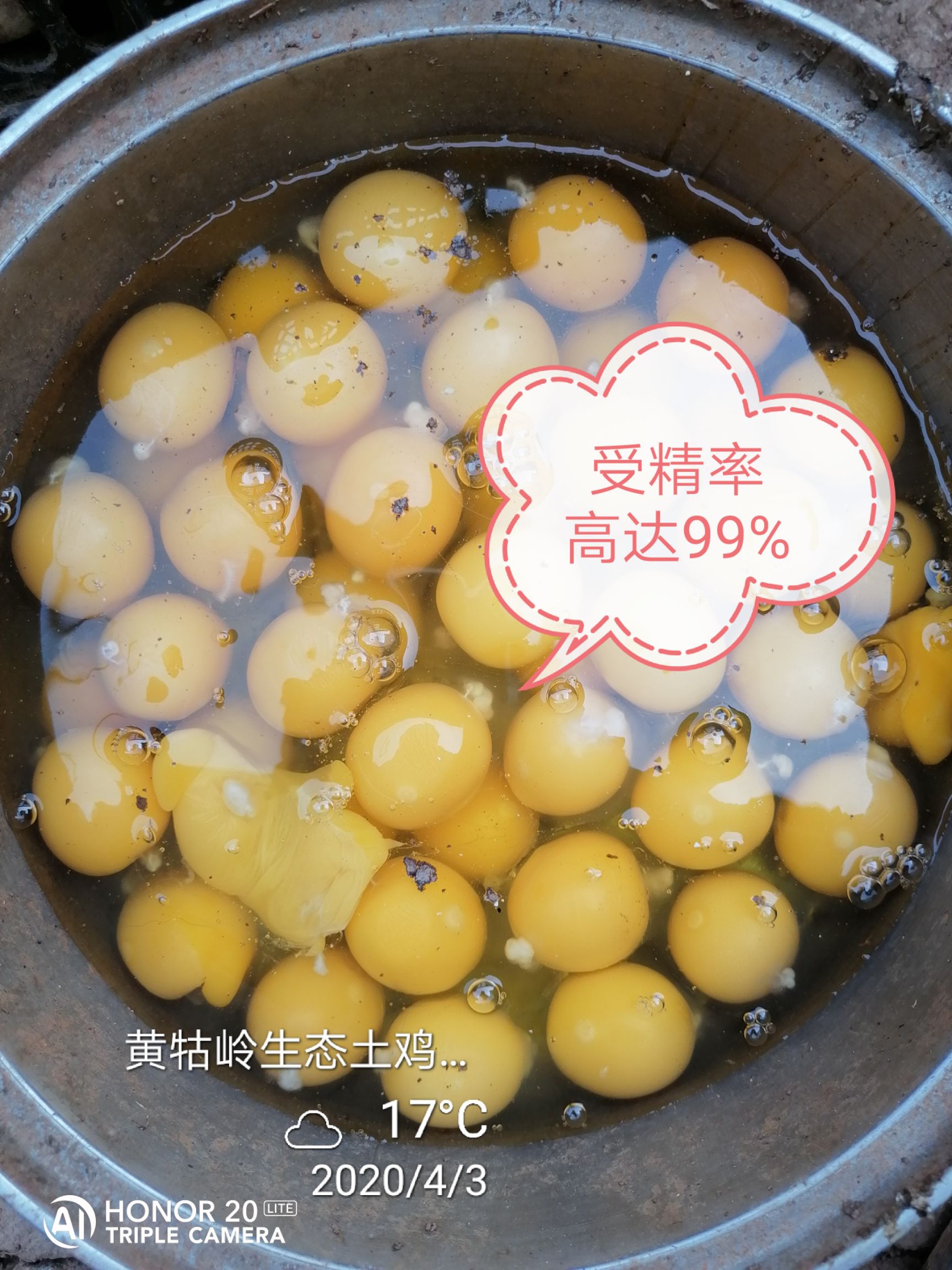 京山市皖南黄江汉鸡绿壳种蛋受精蛋孵化用蛋自然受精受精率高粉绿都有