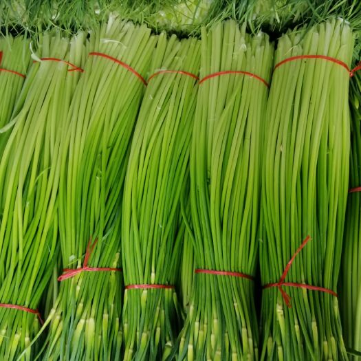 商丘杂交蒜薹 蒜臺：白帽、红帽、产地直销，代发全国，货源充足，干臺鲜绿发亮