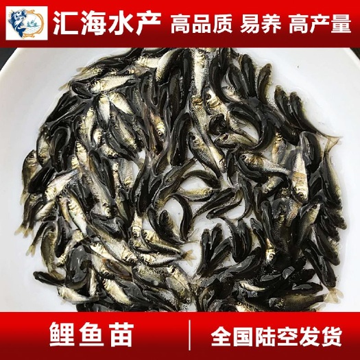广州 鲤鱼苗 稻田鲤鱼苗 建鲤鱼苗 禾花鲤鱼苗 裸鲤鱼苗 快大种