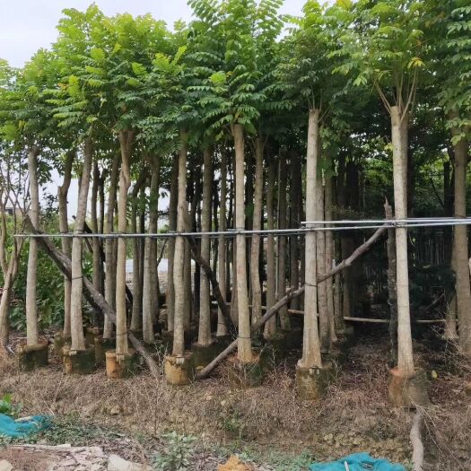 普宁市火焰木 大量截杆袋苗 8-15公分批发出售